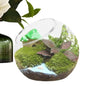 Terrariums Glass Round Terrarium Fish bowl Plant Flowerpot Vase